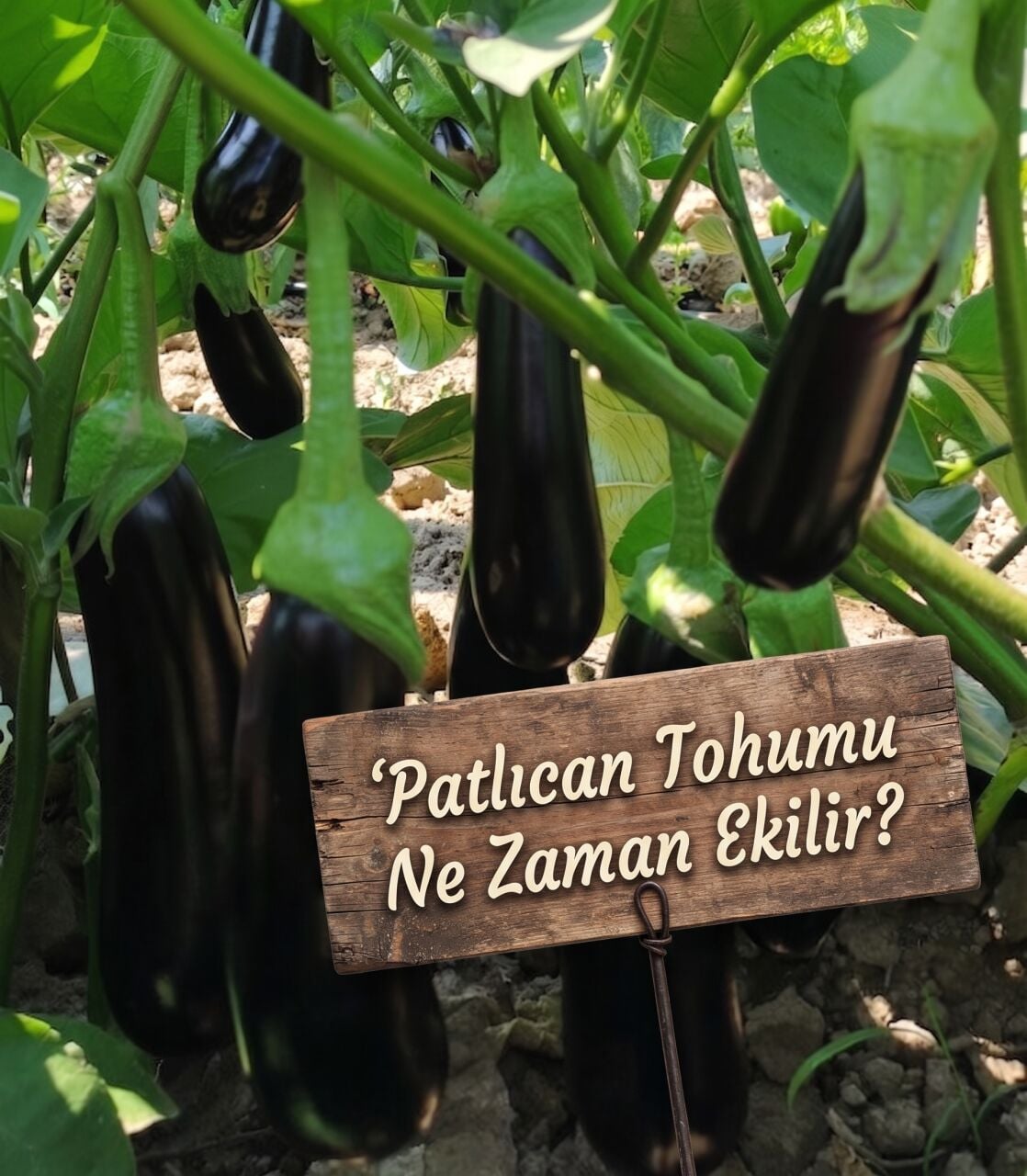 Patlıcan Tohumu Nasıl Ekilir ?
