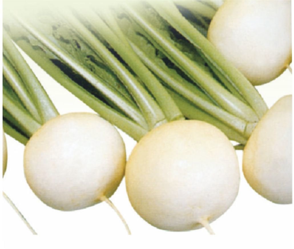 Asbey Turp Tohumu